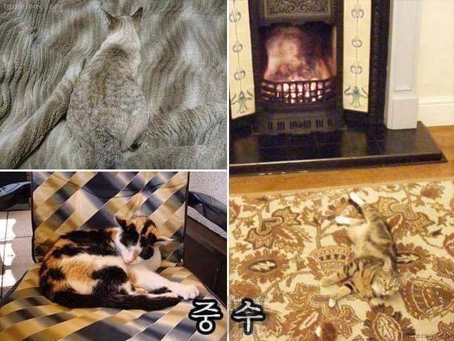 고양이의 위장술 등급.jpg | 인스티즈