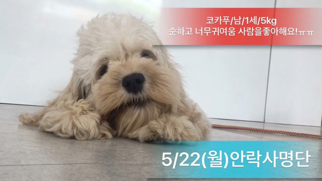 이틀 뒤인 22일 안락사 명단이야.. 너무 이쁜아가들 밖에 없어.. 한번만 도와주라.. | 인스티즈
