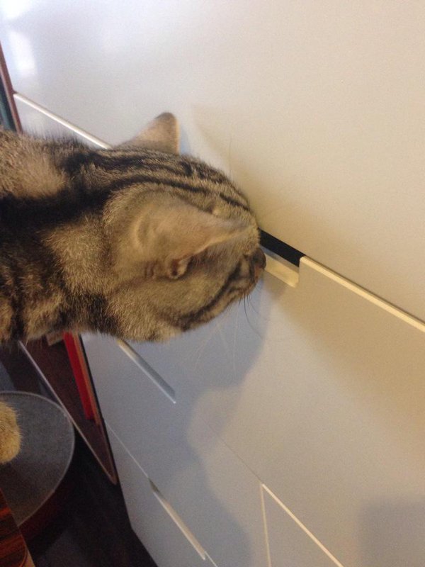 서랍 속이 궁금한 고양이 | 인스티즈