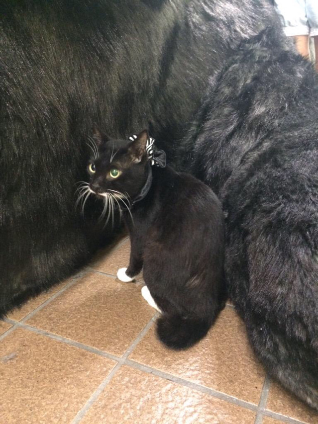 대형 고양이앞에 쫄아버림 | 인스티즈