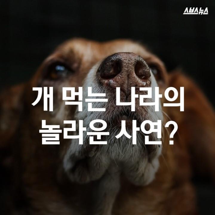  개 먹는 나라의 사연? | 인스티즈