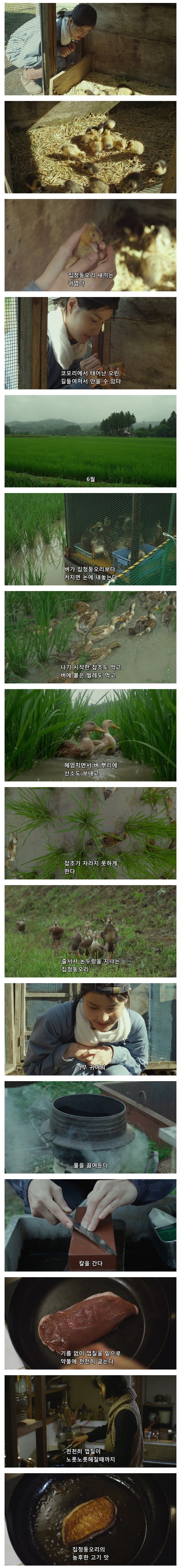 일본의 흔한 시골 처녀의 삶 2 - 오리는 귀여워 | 인스티즈