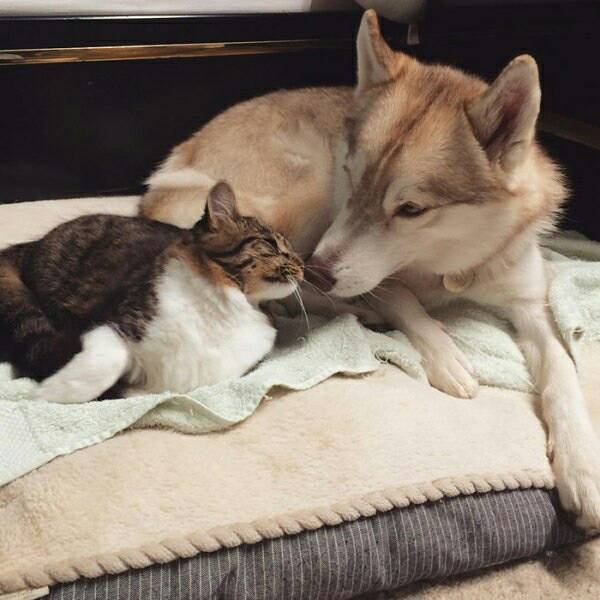 시베리안 허스키와 고양이.jpg | 인스티즈
