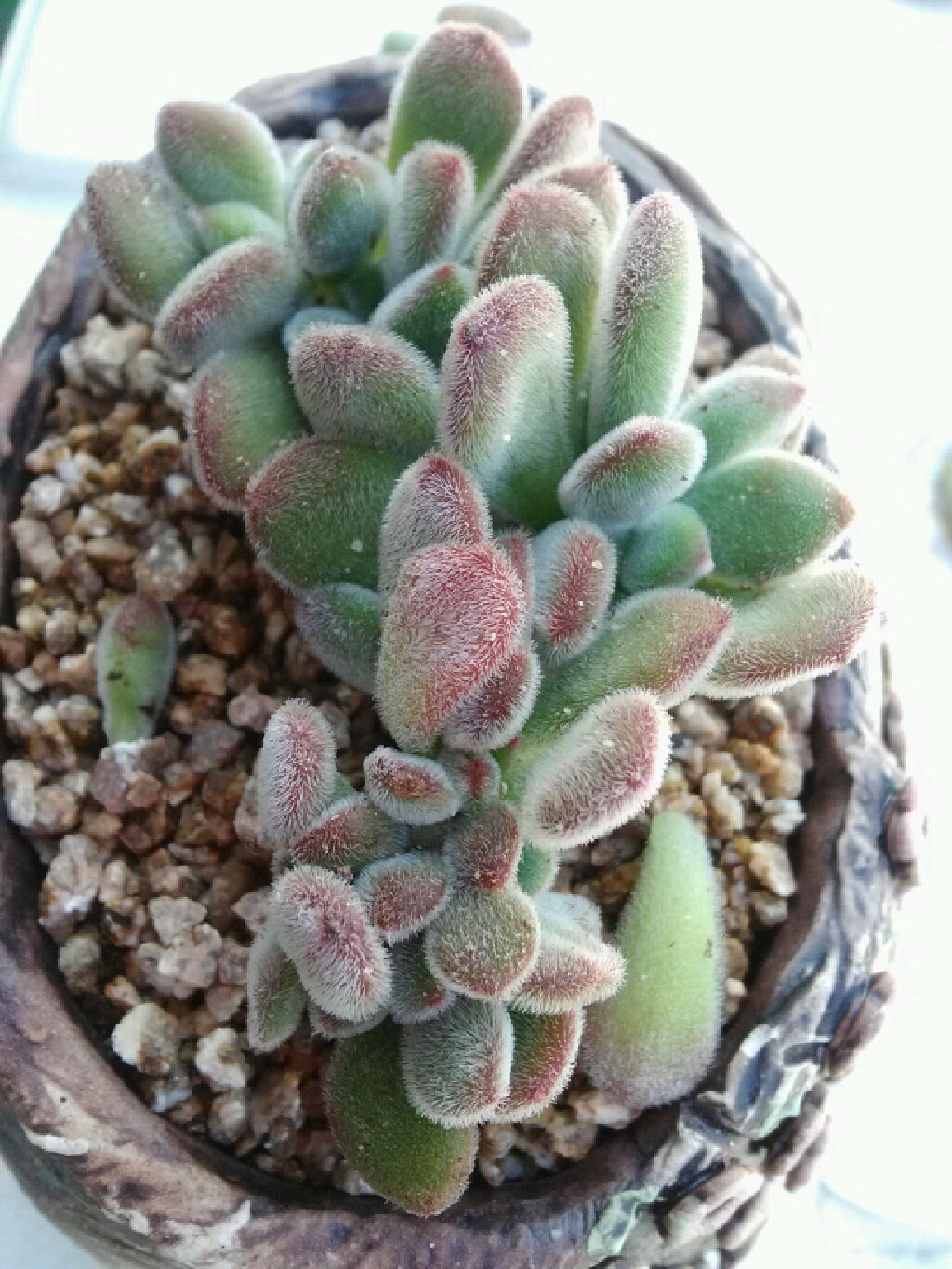 코끼리다육 이미지