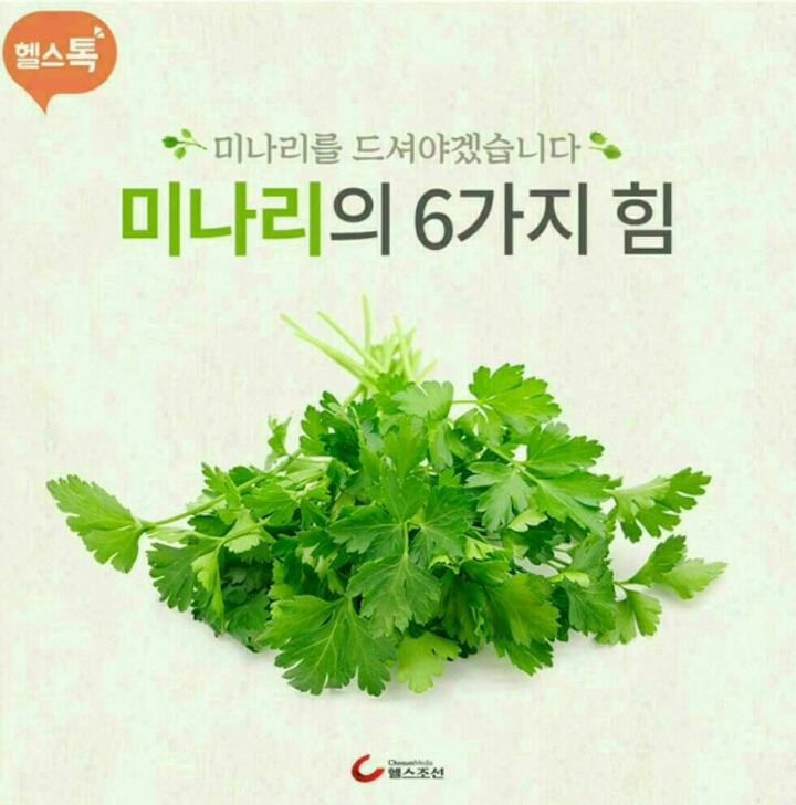 미나리 이미지