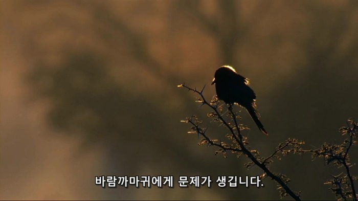 까마귀의 지능에 대한 고찰.jpg | 인스티즈