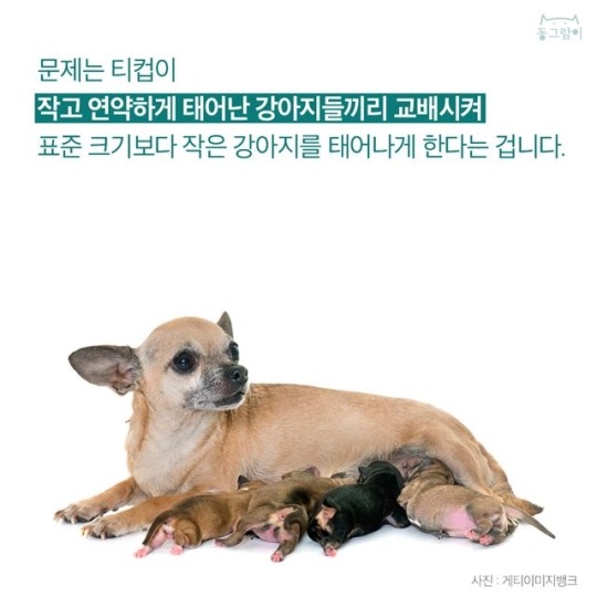  티컵 강아지의 불편한 진실 | 인스티즈