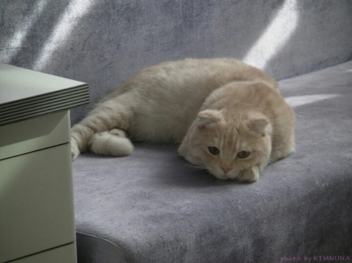 짱덕미 터지는 시아준수 고양이.jpg | 인스티즈