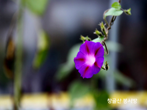 더믿음 이미지