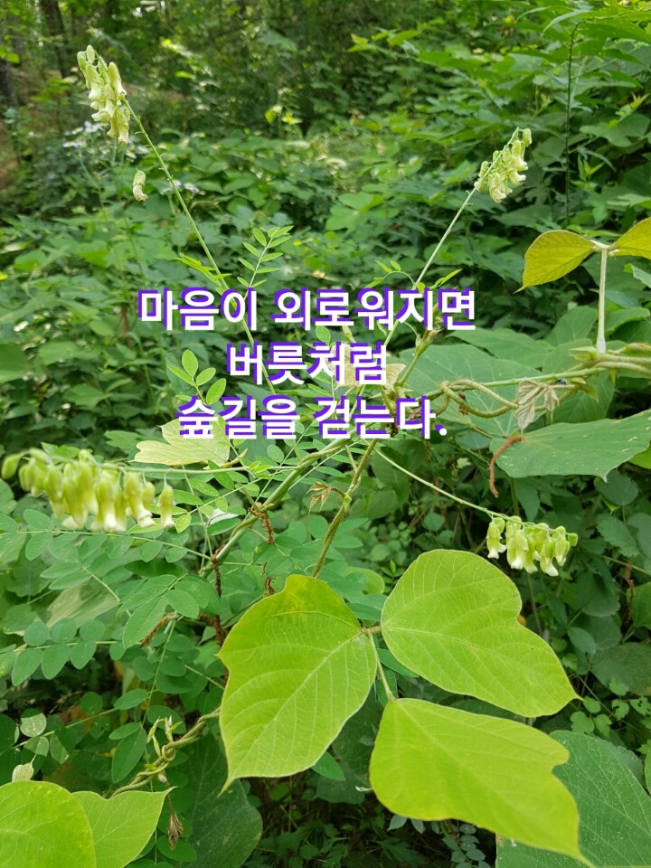 밀향 이미지