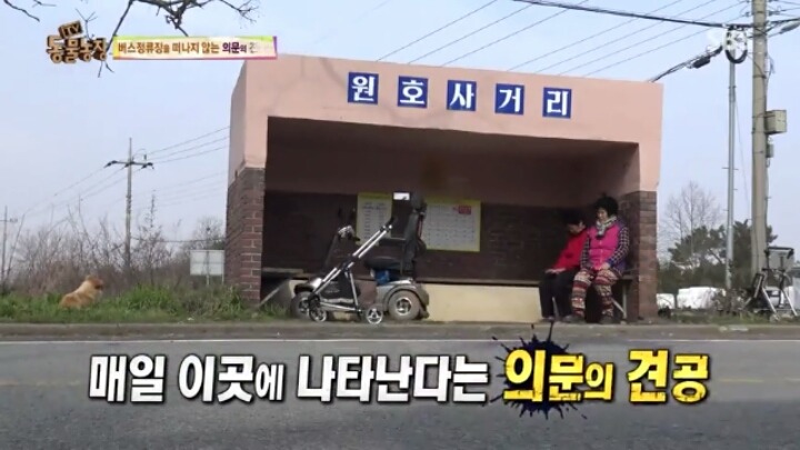 [동물농장] 할머니와 발바리의 따뜻한 우정 | 인스티즈