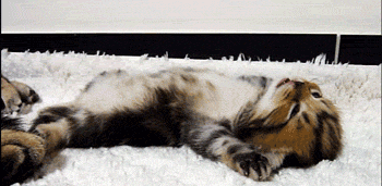 고양이 새끼들 .gif | 인스티즈
