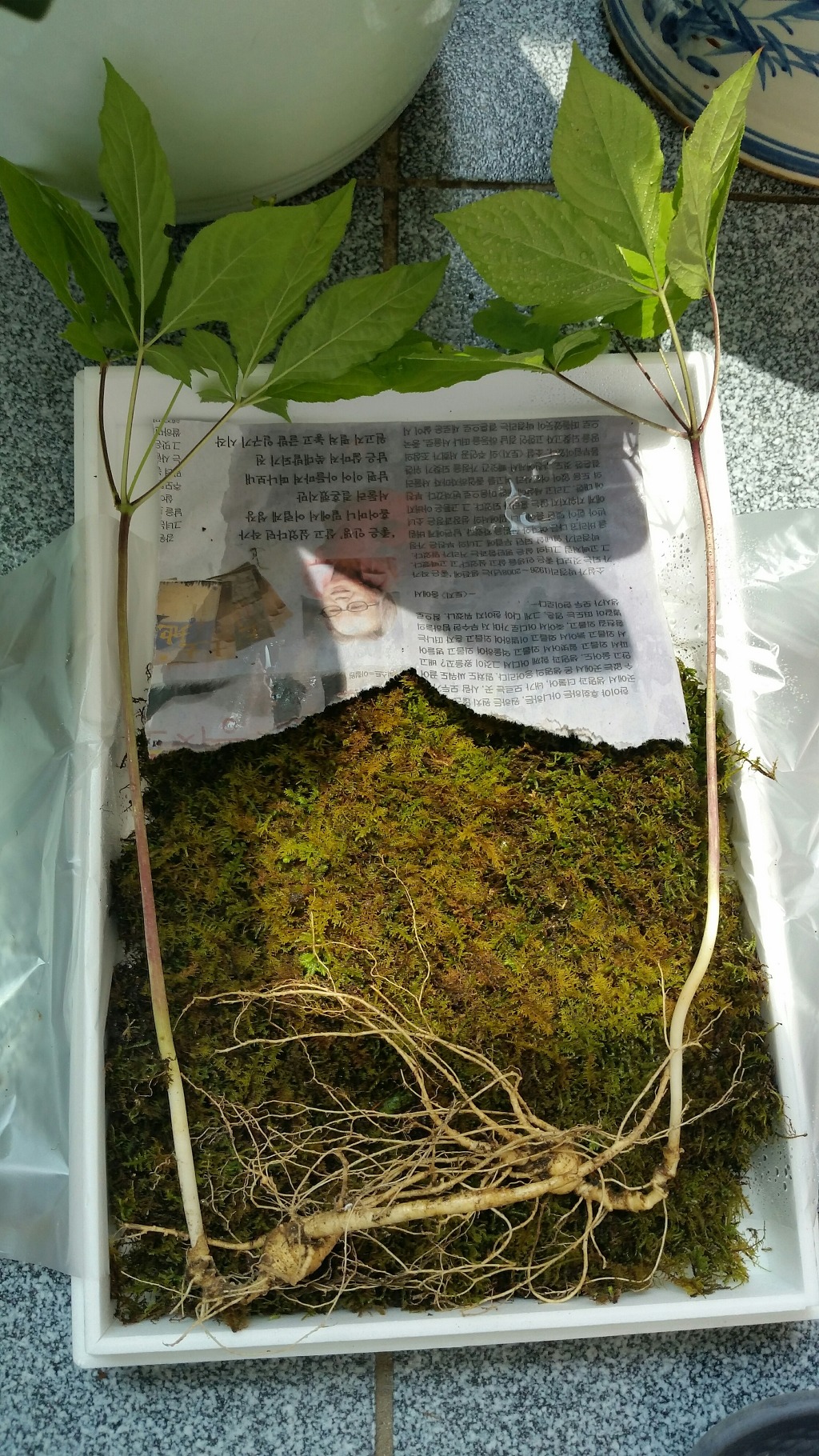심봤다 이미지