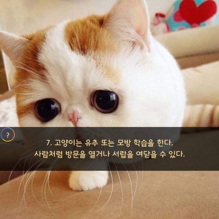 야옹이를 대하는 예의 | 인스티즈