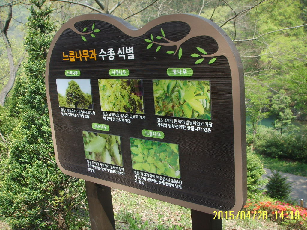 수목 비교 관찰원 이미지