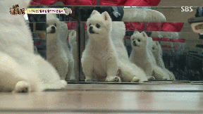 누가 봐도 사자임 아무튼 사자임.gif | 인스티즈