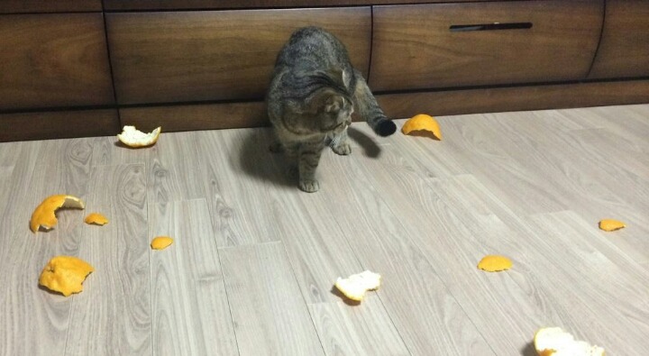 결계에 갇힌 냥이.jpg | 인스티즈