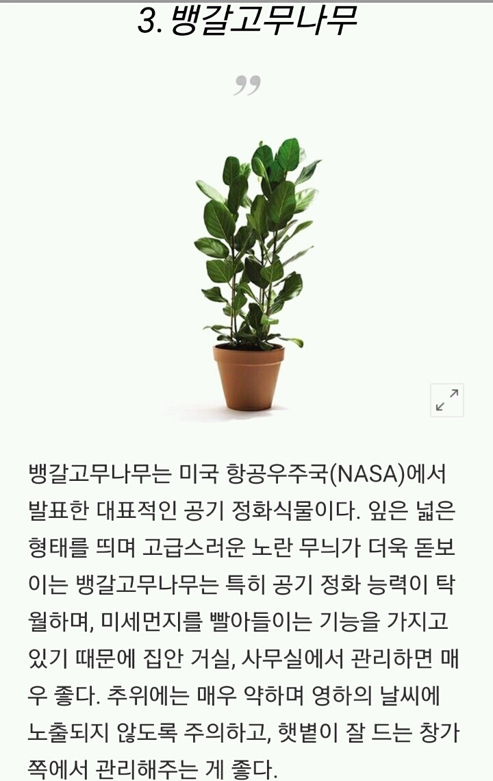 모양도 예쁘고 기능도 좋은 실내 식물 10가지 | 인스티즈