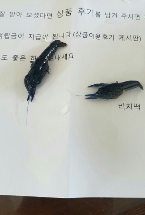 애완가재의 최후 | 인스티즈