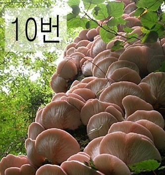독버섯을 골라봅시다 | 인스티즈