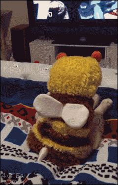 이게 벌이야 고양이야 .gif | 인스티즈