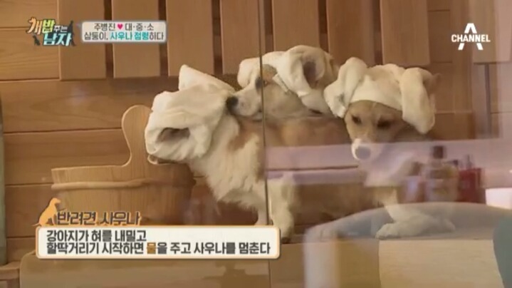 [개밥주는남자] 웰시코기 삼둥이 대중소의 일상.jpg | 인스티즈