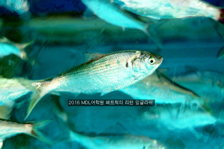 엠디엘 이미지