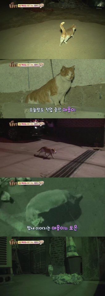 [동물농장] 매일 장갑 물어오는 고양이 (사랑스러움주의/스압주의) | 인스티즈