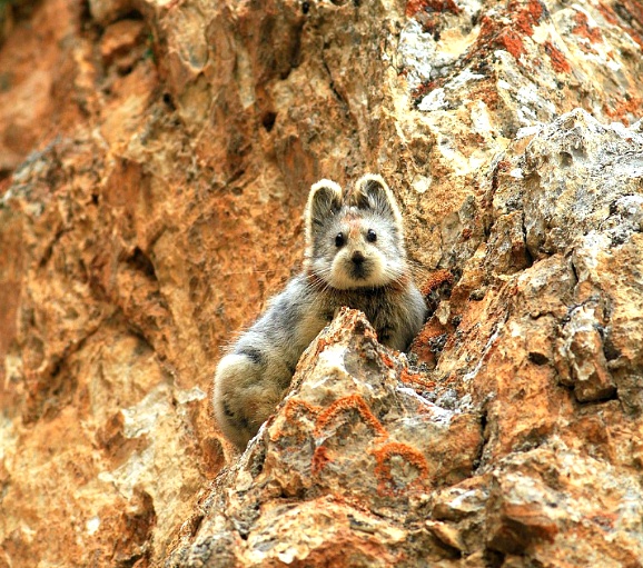 당신이 처음 봤을 수도 있는 희귀동물들 50종 | 인스티즈