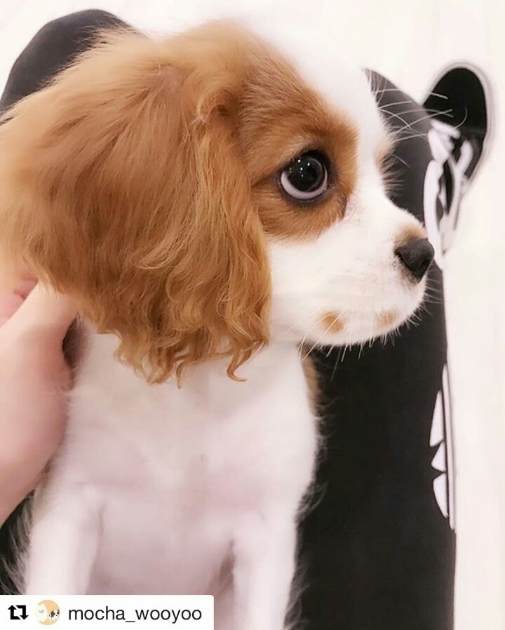 오늘자 EXID 정화 쫑스타그램 (Feat. 모카) | 인스티즈