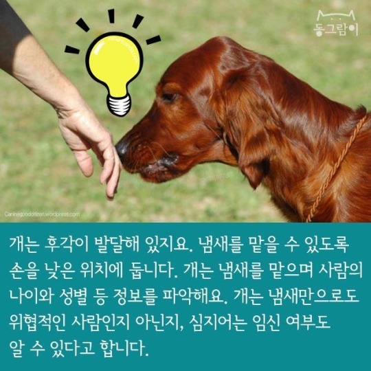 처음 만난 개와 인사하는 법 | 인스티즈