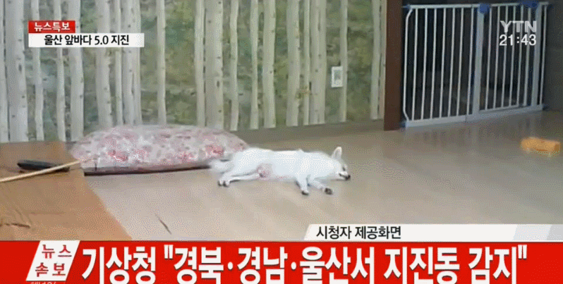 오늘 지진에 깜놀한 멍멍이.gif | 인스티즈
