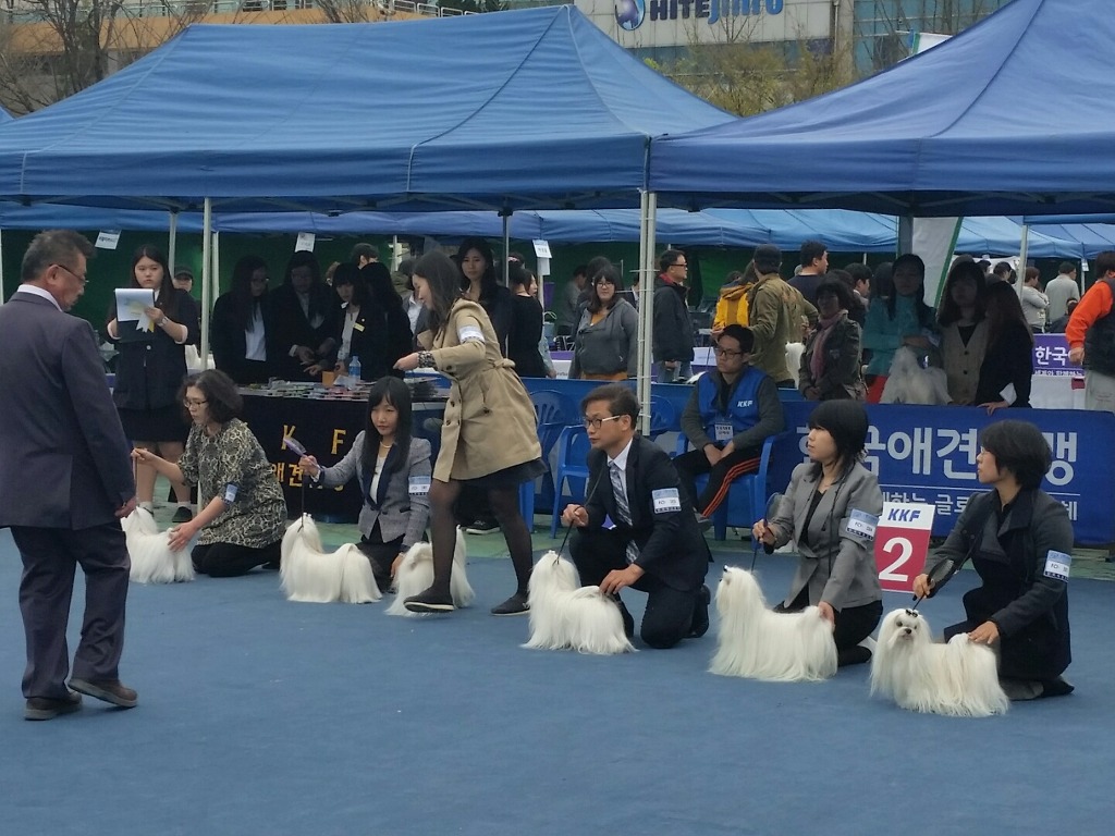 중앙애견미용학원 이미지