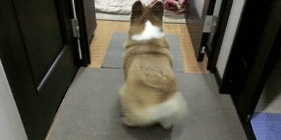 웰시코기의 쌈바.gif | 인스티즈