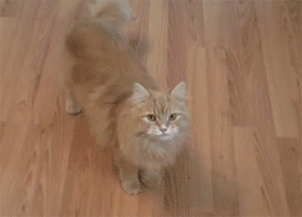 주인새끼 또이네.GIF | 인스티즈