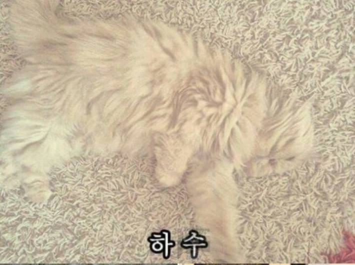 냥이들의 은신 레벨 | 인스티즈