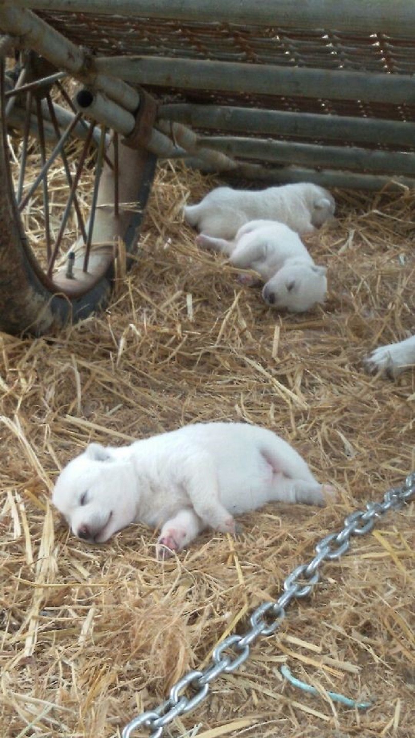 귀여운 자세로 자는 동물들.jpg | 인스티즈