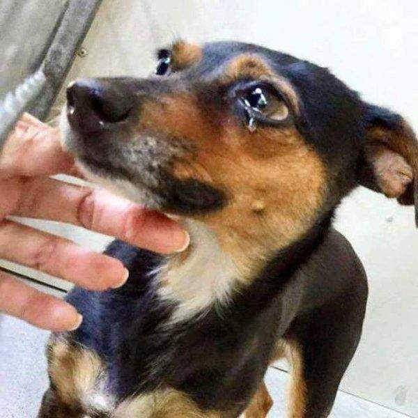 너무 조용해서 버려진 강아지 | 인스티즈