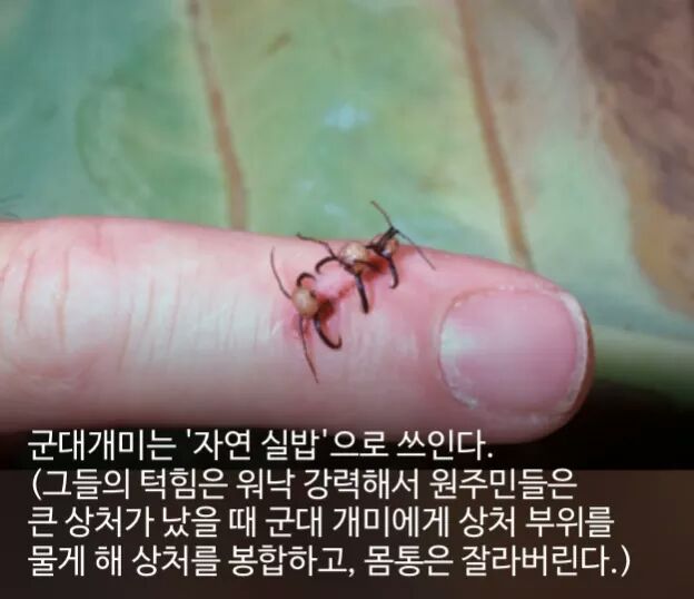 신기한 사실들 | 인스티즈