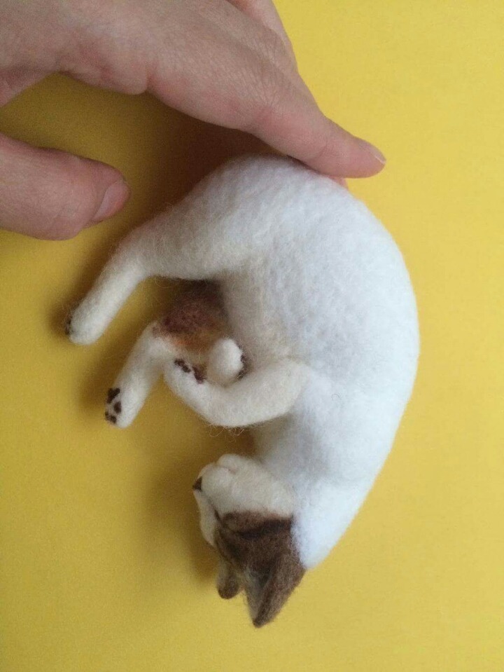 고양이 태어나는 과정 | 인스티즈