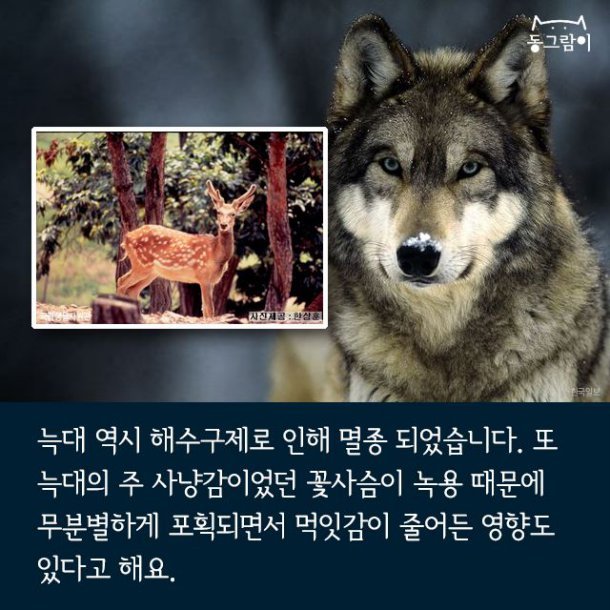일제 강점기 멸종된 한반도의 동물들 | 인스티즈