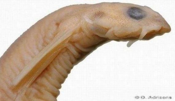 남자의 물건으로 침투해 장기 파먹는 악마 물고기(혐오주의) | 인스티즈