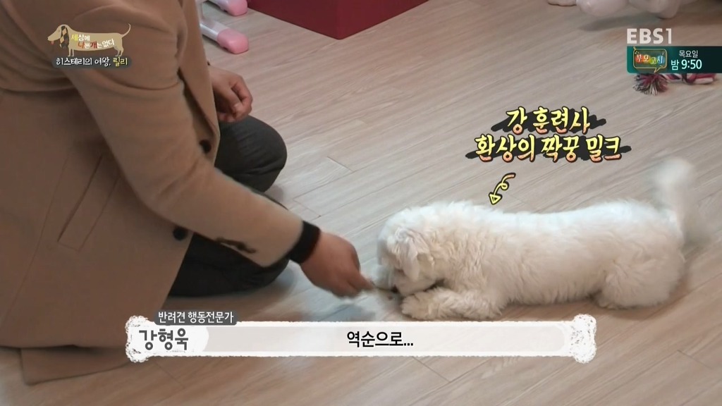 [세상에나쁜개는없다] 가족들에게 짖고 무는 강아지 릴리햏 | 인스티즈