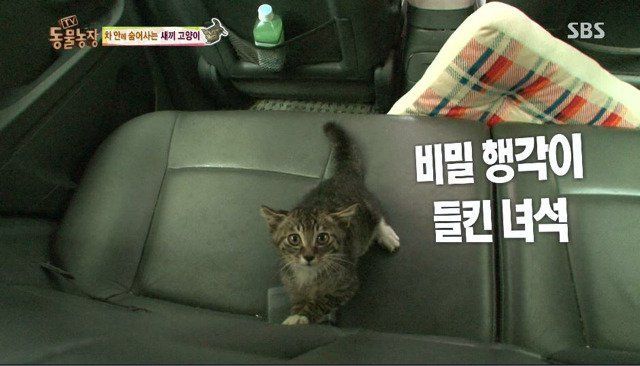 동물농장에 나온 고양이 | 인스티즈
