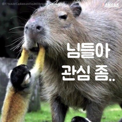 동물들중에 제일 친화력 좋은 친구 '카피바라' | 인스티즈