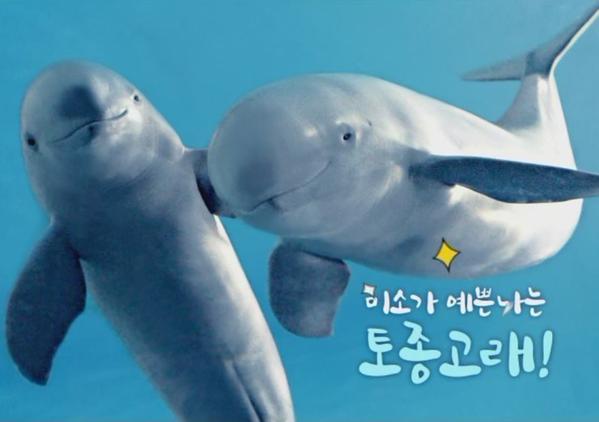 귀여운 나는 우리나라 토종 고래!.jpg | 인스티즈