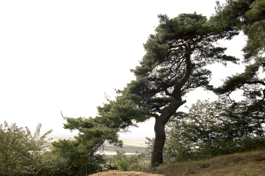 자연목 이미지
