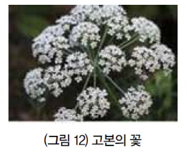 고본 이미지