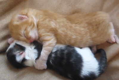 아기 고양이 vs 강아지.gif | 인스티즈