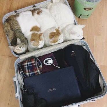 고양이 종특 | 인스티즈